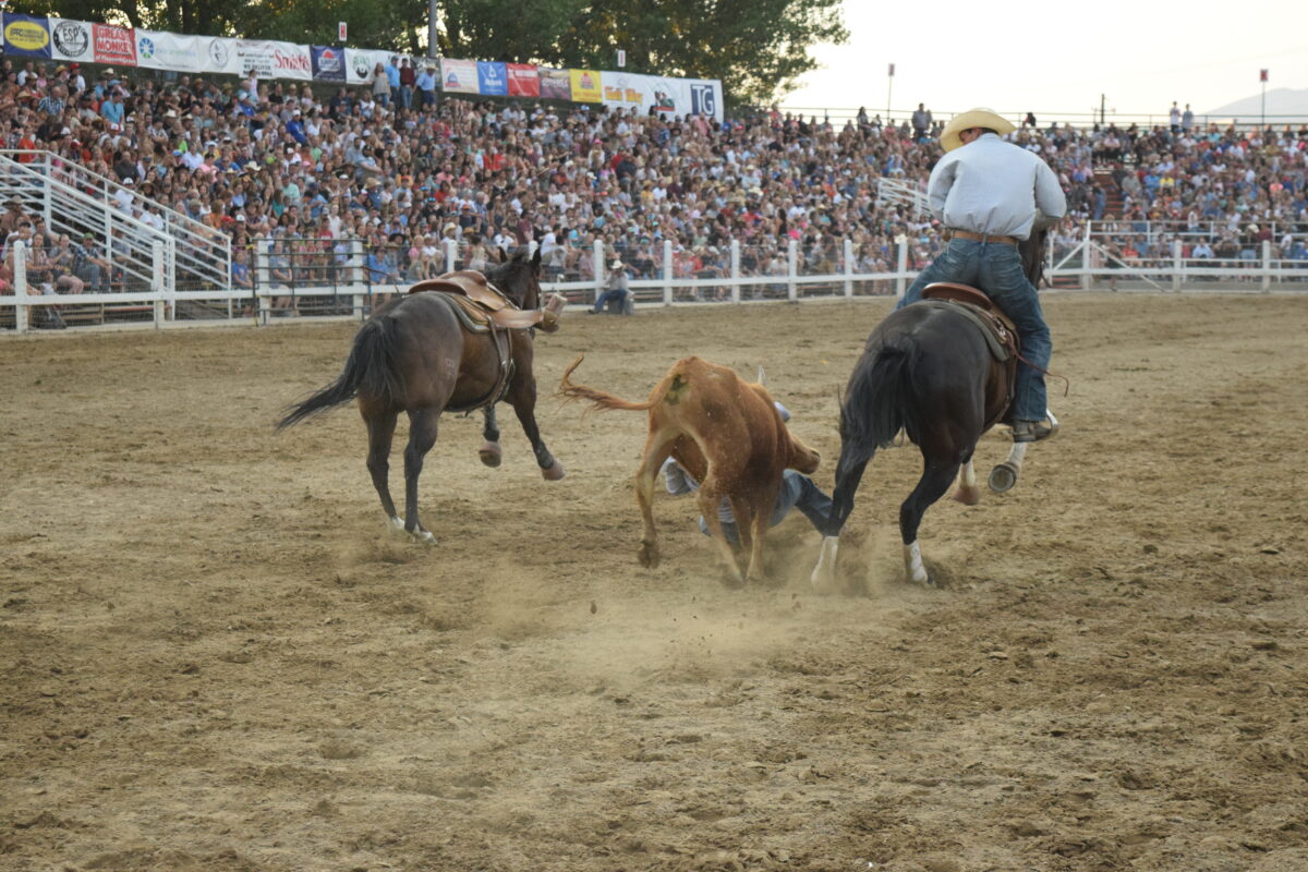 Pleasant Grove celebrates 100 years of Strawberry Days Rodeo | News
